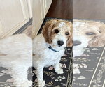 Small #1 Goldendoodle (Miniature)
