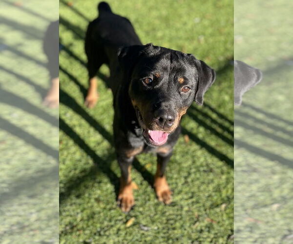 Medium Photo #2 Rottweiler Puppy For Sale in Mooresville, NC, USA