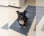 Small #1 Staffordshire Bull Terrier Mix