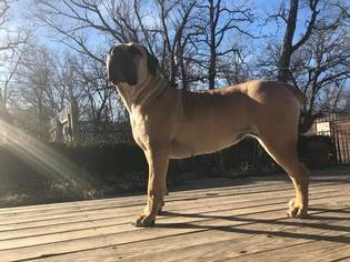 Mother of the Boerboel puppies born on 03/18/2018