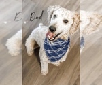 Small Photo #1 Labradoodle Puppy For Sale in FARR WEST, UT, USA