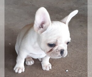 French Bulldog Puppy for sale in GARLAND, TX, USA