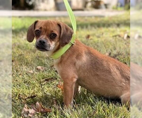 Medium Photo #4 Chihuahua-Unknown Mix Puppy For Sale in Yardley, PA, USA