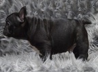 Small Photo #7 French Bulldog Puppy For Sale in WARSAW, IN, USA