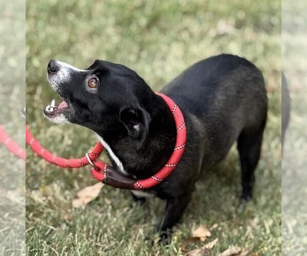 Medium Photo #4 Chiweenie Puppy For Sale in Yardley, PA, USA