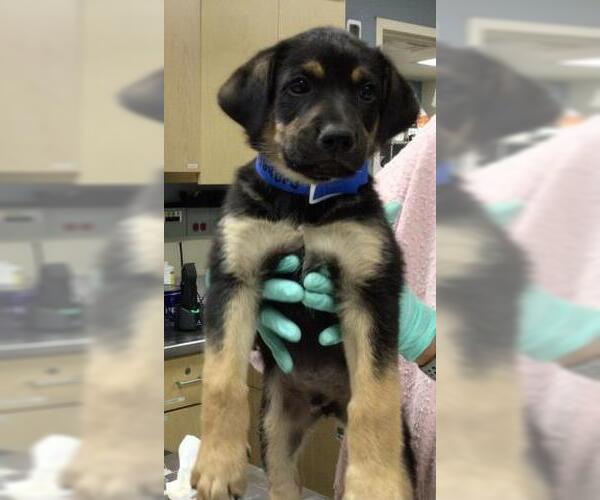 Medium Photo #1 German Shepherd Dog-Unknown Mix Puppy For Sale in Riverside, CA, USA