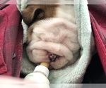 Small Photo #5 English Bulldog Puppy For Sale in NORCO, CA, USA
