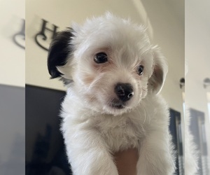 ShiChi Puppy for sale in VACAVILLE, CA, USA