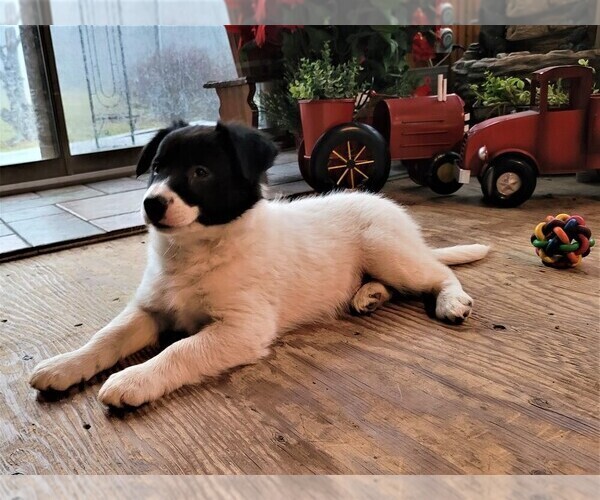 Medium Photo #3 Border Collie Puppy For Sale in BERWICK, PA, USA