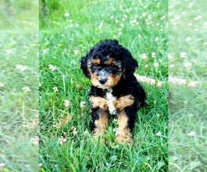 Goldendoodle-Poodle (Miniature) Mix Puppy for sale in DUNDEE, OH, USA