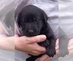 Small Photo #5 Labrador Retriever Puppy For Sale in CARROLLTON, GA, USA