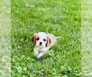 Cavalier King Charles Spaniel Dogs for adoption in BOERNE, TX, USA
