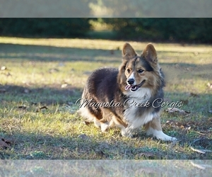 Father of the Pembroke Welsh Corgi puppies born on 04/08/2022