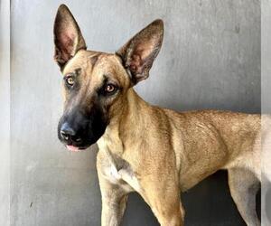 German Shepherd Dog Dogs for adoption in San Bernardino, CA, USA