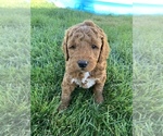 Small Goldendoodle-Poodle (Toy) Mix