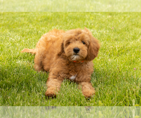 Medium Photo #1 Goldendoodle (Miniature) Puppy For Sale in WOLCOTTVILLE, IN, USA