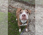 Small Photo #6 American Staffordshire Terrier-Unknown Mix Puppy For Sale in Calhoun, GA, USA