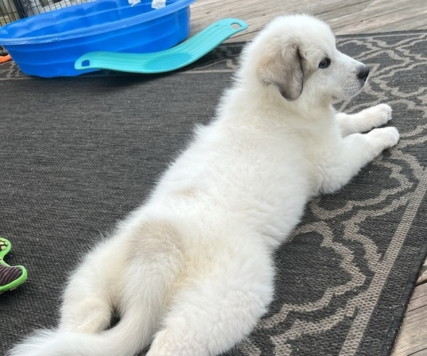 Medium Photo #6 Great Pyrenees Puppy For Sale in MOUNT AIRY, NC, USA