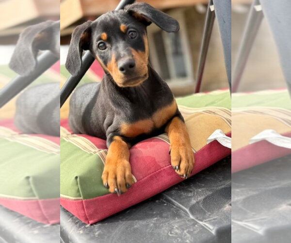 Medium Photo #1 Doberman Pinscher-Unknown Mix Puppy For Sale in Buffalo, MN, USA