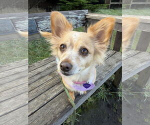 Chiranian Dogs for adoption in San Francisco, CA, USA