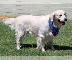 Medium Golden Retriever