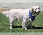 Small Golden Retriever