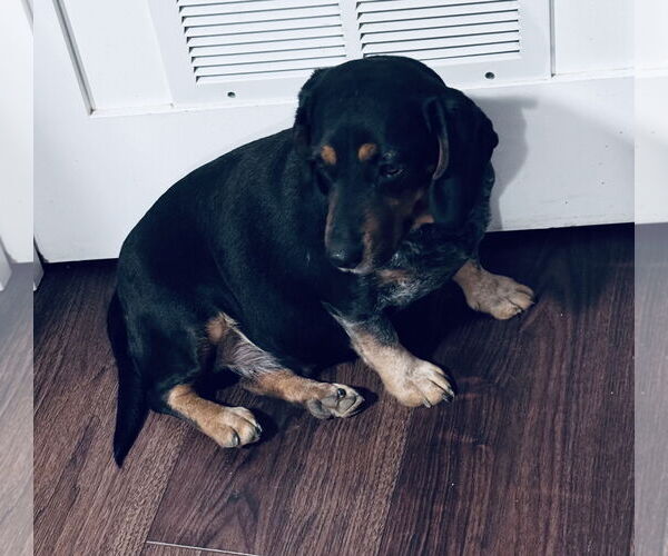 Medium Photo #4 Doxle Puppy For Sale in Columbus, IN, USA