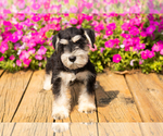 Small #26 Schnauzer (Miniature)