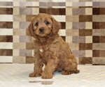 Small #4 Cavapoo (Miniature)