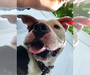 American Bulldog Dogs for adoption in Pompano Beach , FL, USA