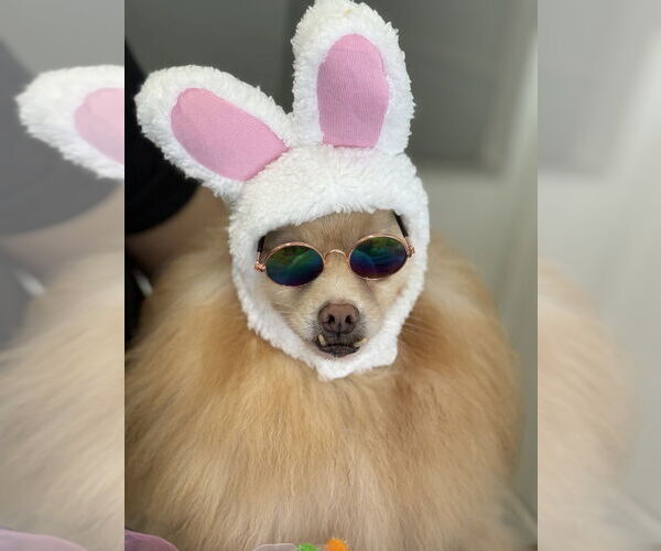 Medium Photo #5 Pomeranian Puppy For Sale in Studio City, CA, USA