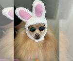 Small #4 Pomeranian