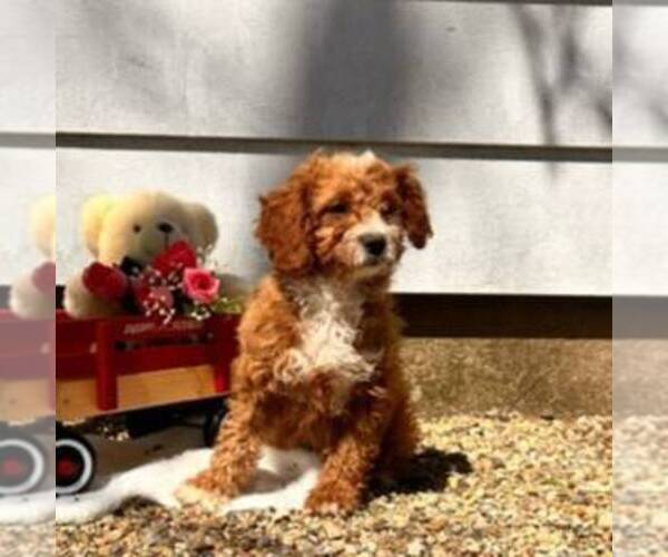 Medium Photo #2 Cavapoo Puppy For Sale in ARTHUR, IL, USA