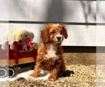 Small #1 Cavapoo