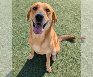 Medium Golden Labrador