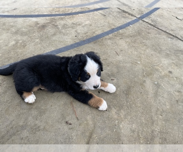 Medium Photo #3 Bernese Mountain Dog Puppy For Sale in SCOTTSBORO, AL, USA