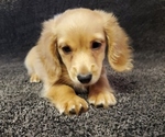 Small Photo #5 Dachshund Puppy For Sale in FAYETTEVILLE, TN, USA