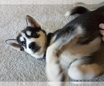 Small Photo #5 Siberian Husky Puppy For Sale in FAIRFAX, VA, USA