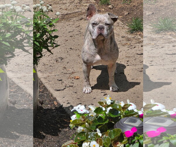 Medium Photo #5 Free-Lance Bulldog Puppy For Sale in Germantown, OH, USA