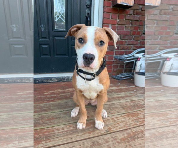 Medium Photo #5 Mutt Puppy For Sale in Rustburg, VA, USA