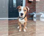 Small #4 Mutt