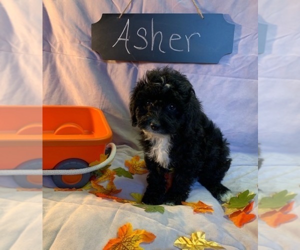 Medium Photo #7 Aussiedoodle-Poodle (Miniature) Mix Puppy For Sale in REEDS SPRING, MO, USA