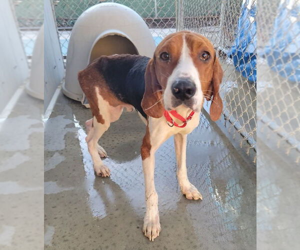 Medium Photo #2 Mutt Puppy For Sale in North Myrtle Beach, SC, USA