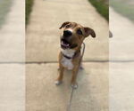 Small #3 American Pit Bull Terrier Mix