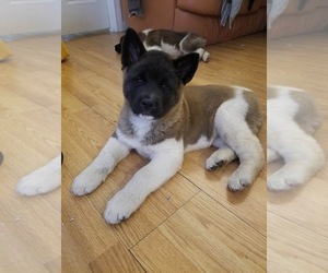 Akita Puppy for sale in HUNTINGTON, CT, USA