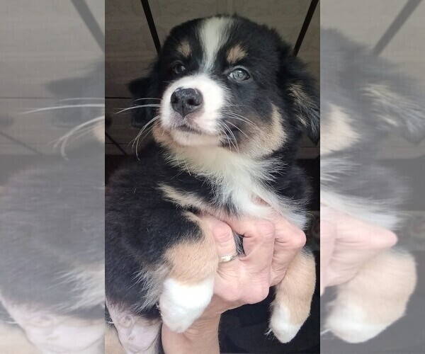 Medium Photo #2 Miniature Australian Shepherd Puppy For Sale in BLACKSBURG, SC, USA