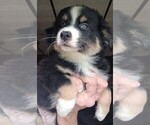 Small #1 Miniature Australian Shepherd