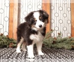Small #1 Miniature Australian Shepherd
