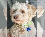 Small #5 Poodle (Miniature) Mix