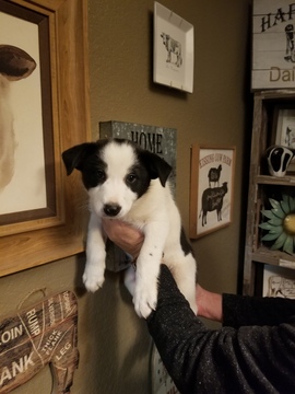 Medium Photo #1 Border Collie Puppy For Sale in ORO VALLEY, AZ, USA
